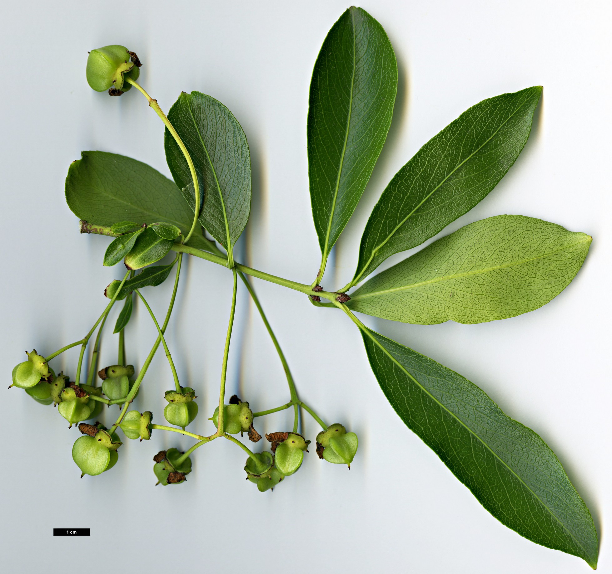 High resolution image: Family: Celastraceae - Genus: Euonymus - Taxon: grandiflorus - SpeciesSub: f. salicifolius